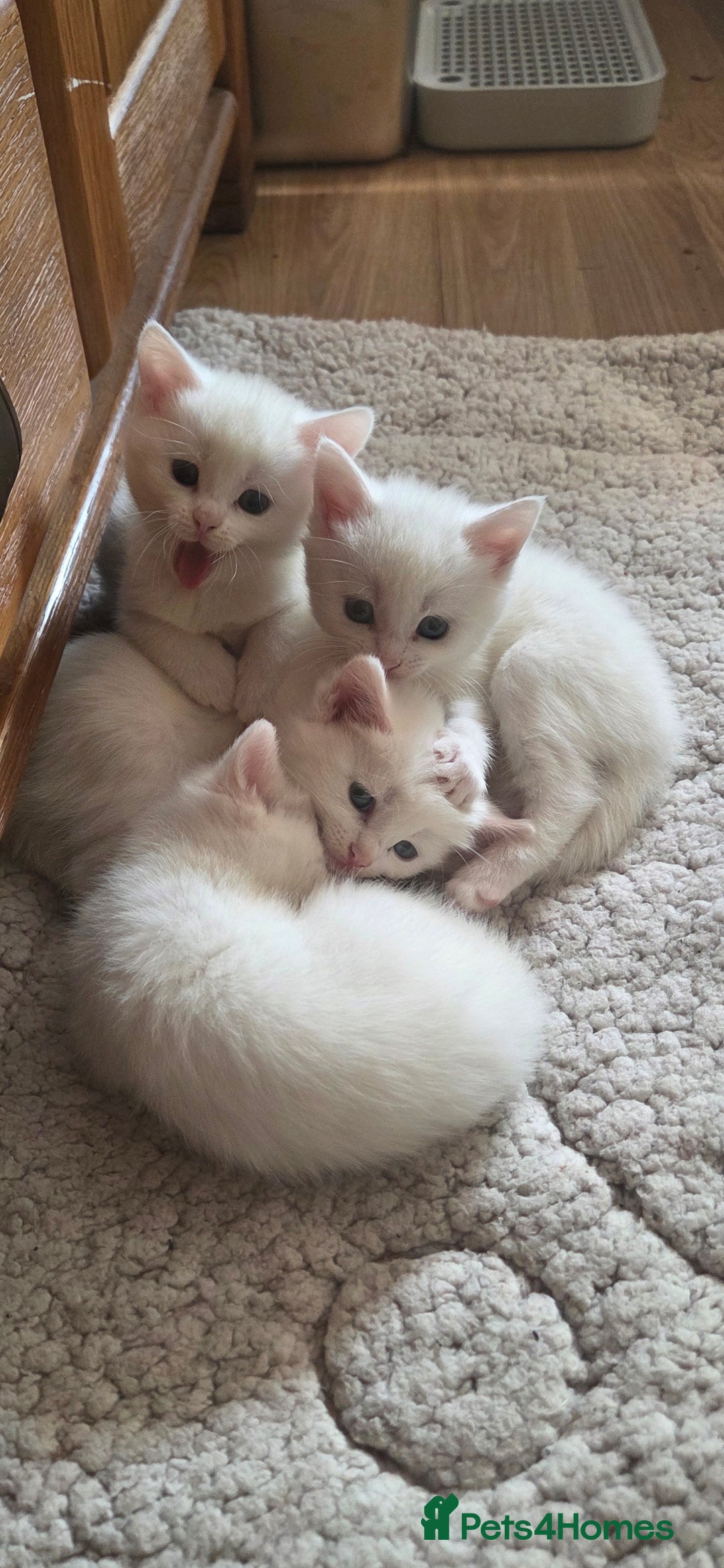 Mixed Breed cats for sale: Pure white kittens Mainecoon x - Image 4
