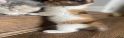 British Shorthair cats for sale: Amazing mix of colours from my pet Poppet - Advert 24