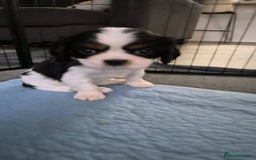 Cavalier King Charles Spaniel dogs for sale: Companion cavalier king charles spaniels - Image 4