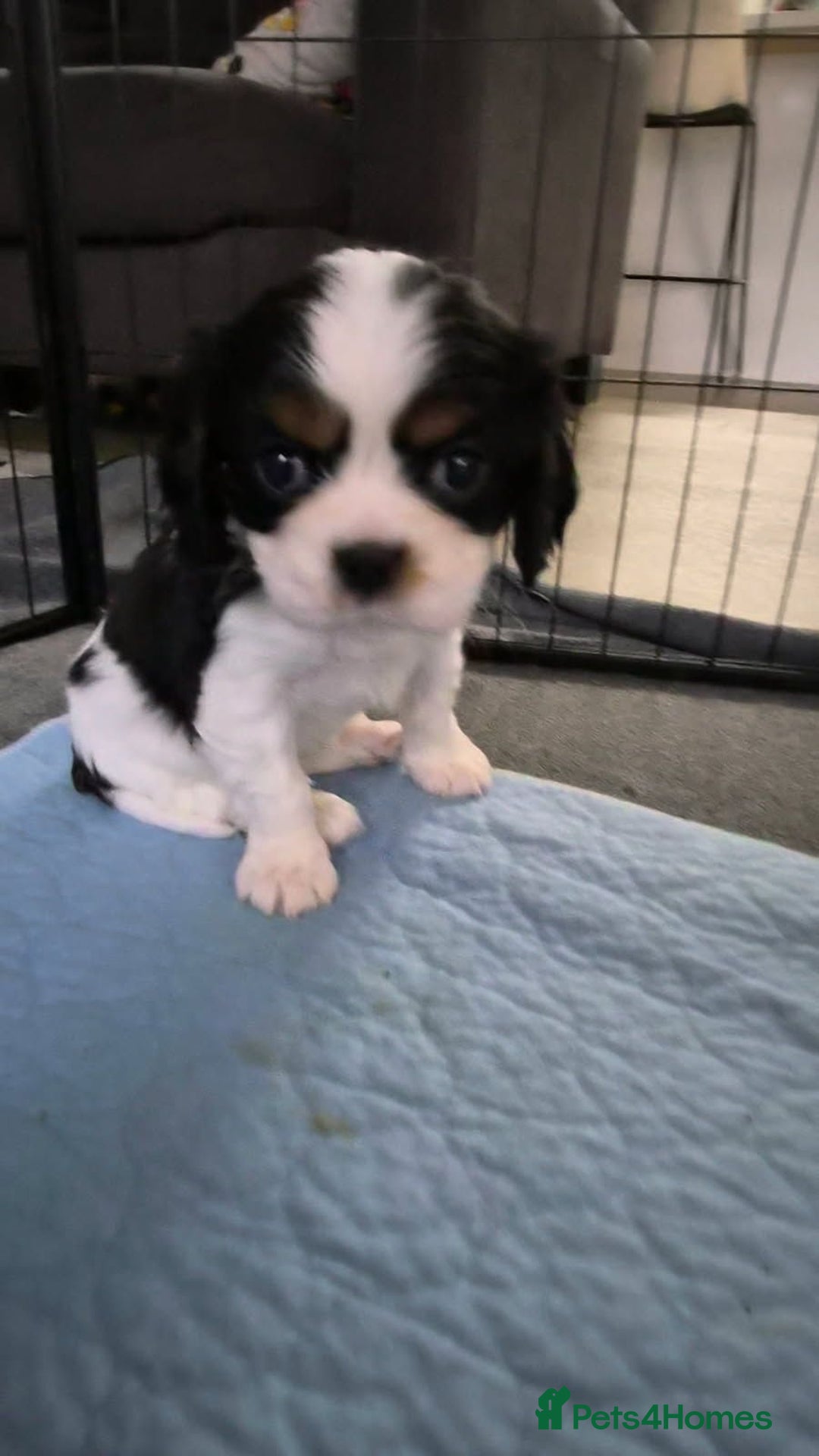 Cavalier King Charles Spaniel dogs for sale: Companion cavalier king charles spaniels - Image 4