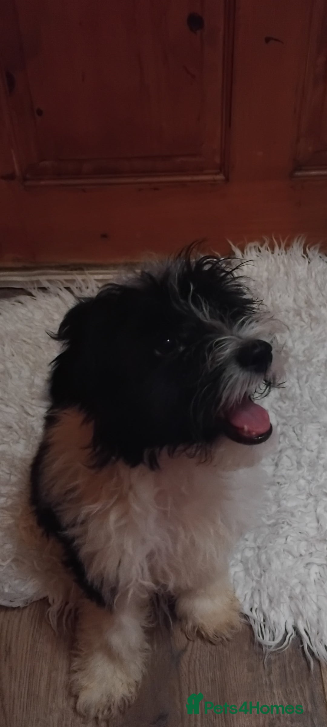 Maltipoo dogs for sale: Maltipoo puppies for sale  - Advert 3