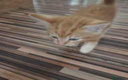 Mixed Breed cats for sale: 3 male gingers - Image 6