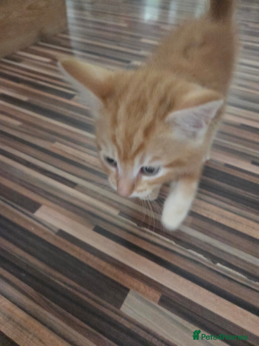 Mixed Breed cats for sale: 3 male gingers - Image 6