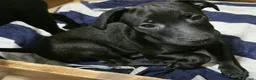 Patterdale Terrier dogs for sale: Patterdale Puppies - Females - Advert 20