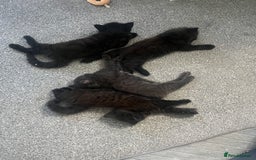British Longhair cats for sale: 3 chocolate brown boys ready to leave  - Image 18