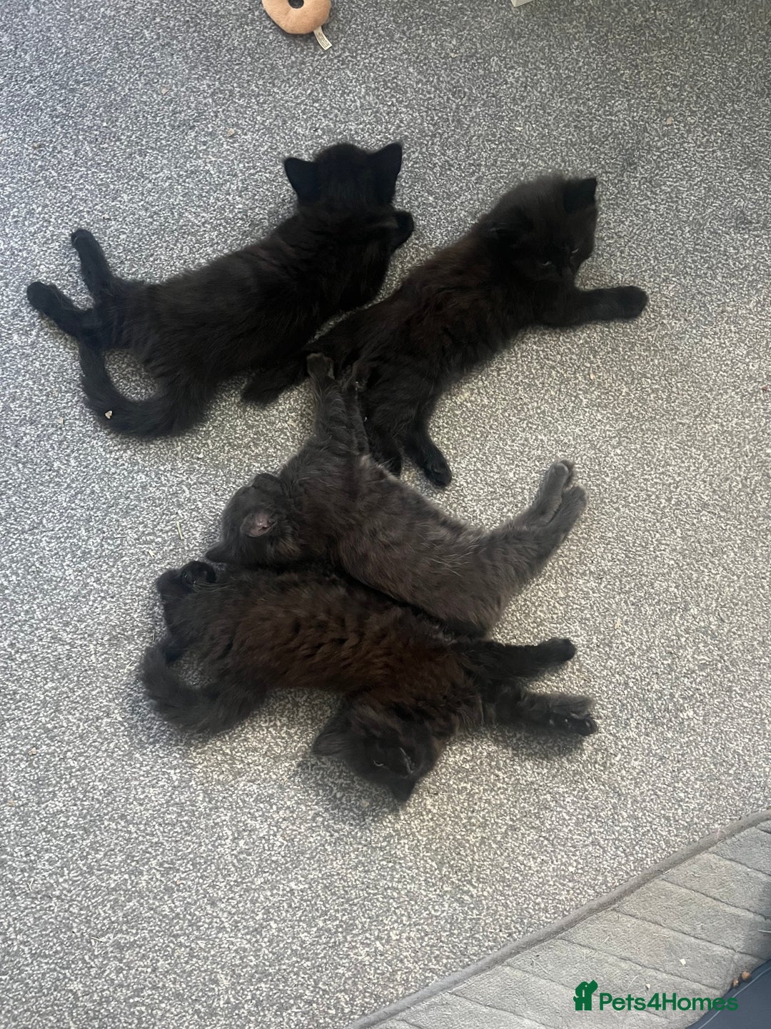 British Longhair cats for sale: 3 chocolate brown boys ready to leave  - Image 18