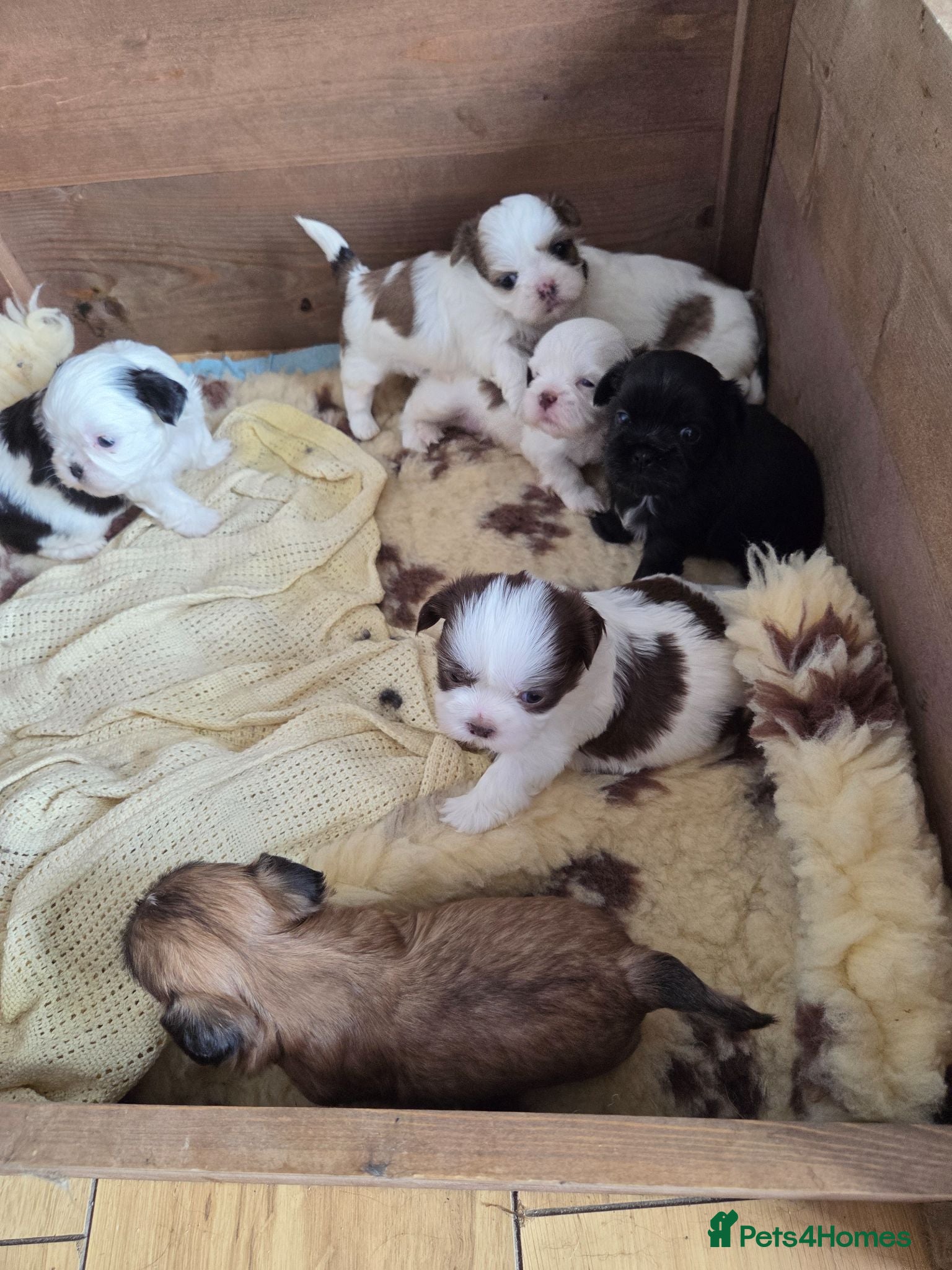 Shih Tzu dogs Imperial Shih Tzu Pups For Sale - Advert 18