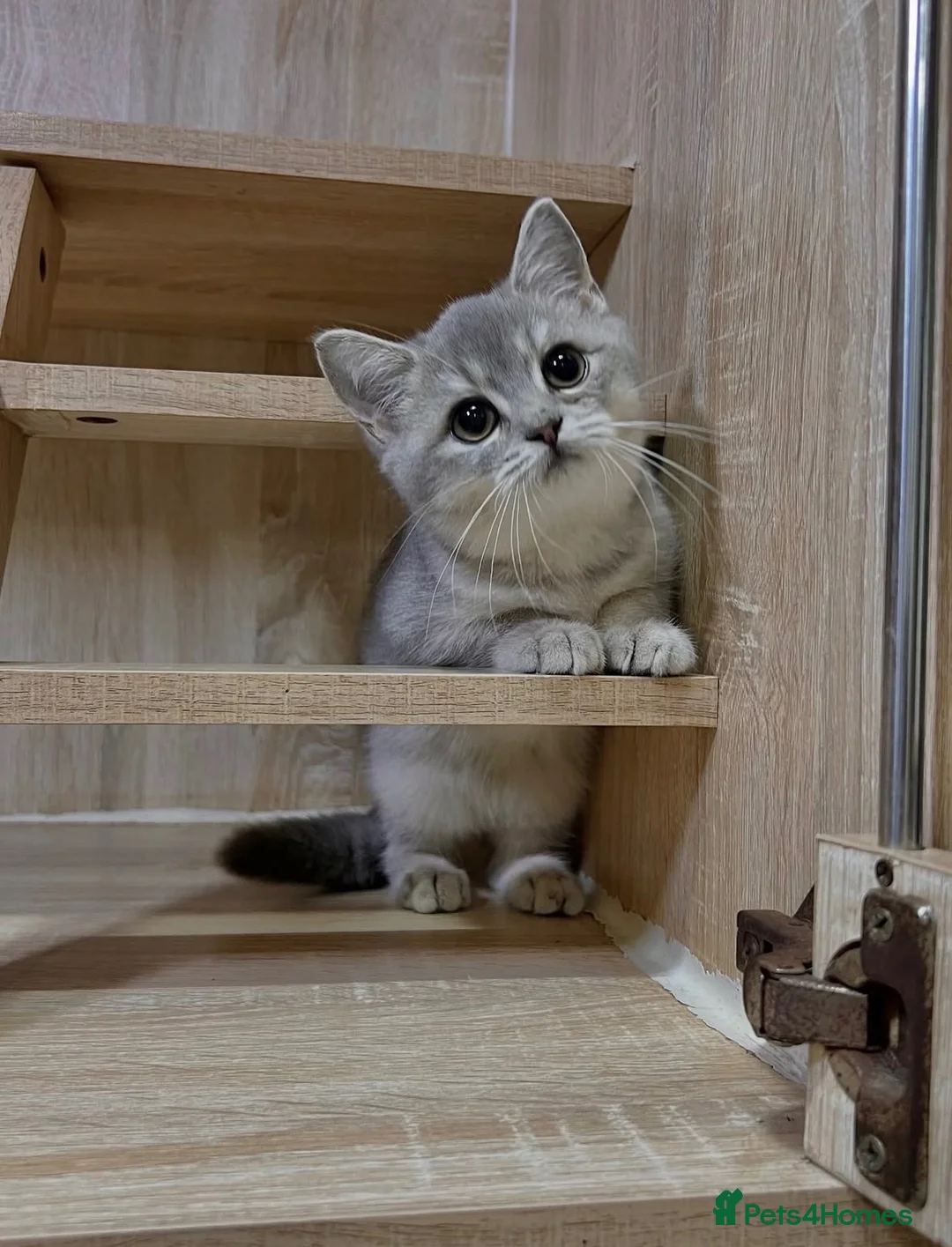 British Shorthair cats for sale: Friendly Blue/grey/golden British Shorthair Kitten - Advert 2