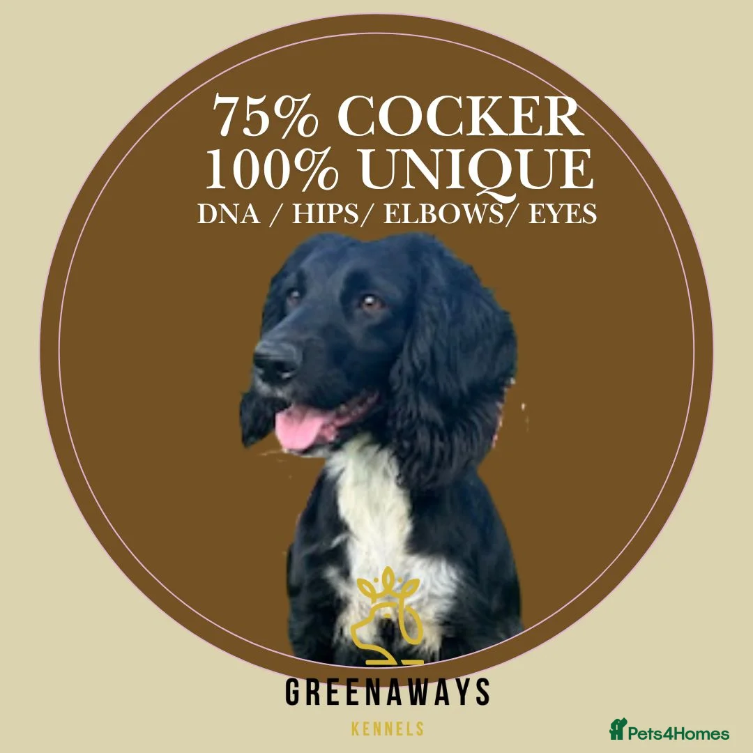 Sprocker dogs for sale: (Due)Rare Fully Health Tested F1b Sprocker Puppies - Advert 1
