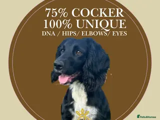 Sprocker dogs (Due)Rare Fully Health Tested F1b Sprocker Puppies - Advert 1
