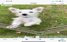 West Highland Terrier dogs for sale: Beautiful west highland terriers puppys - Image 20
