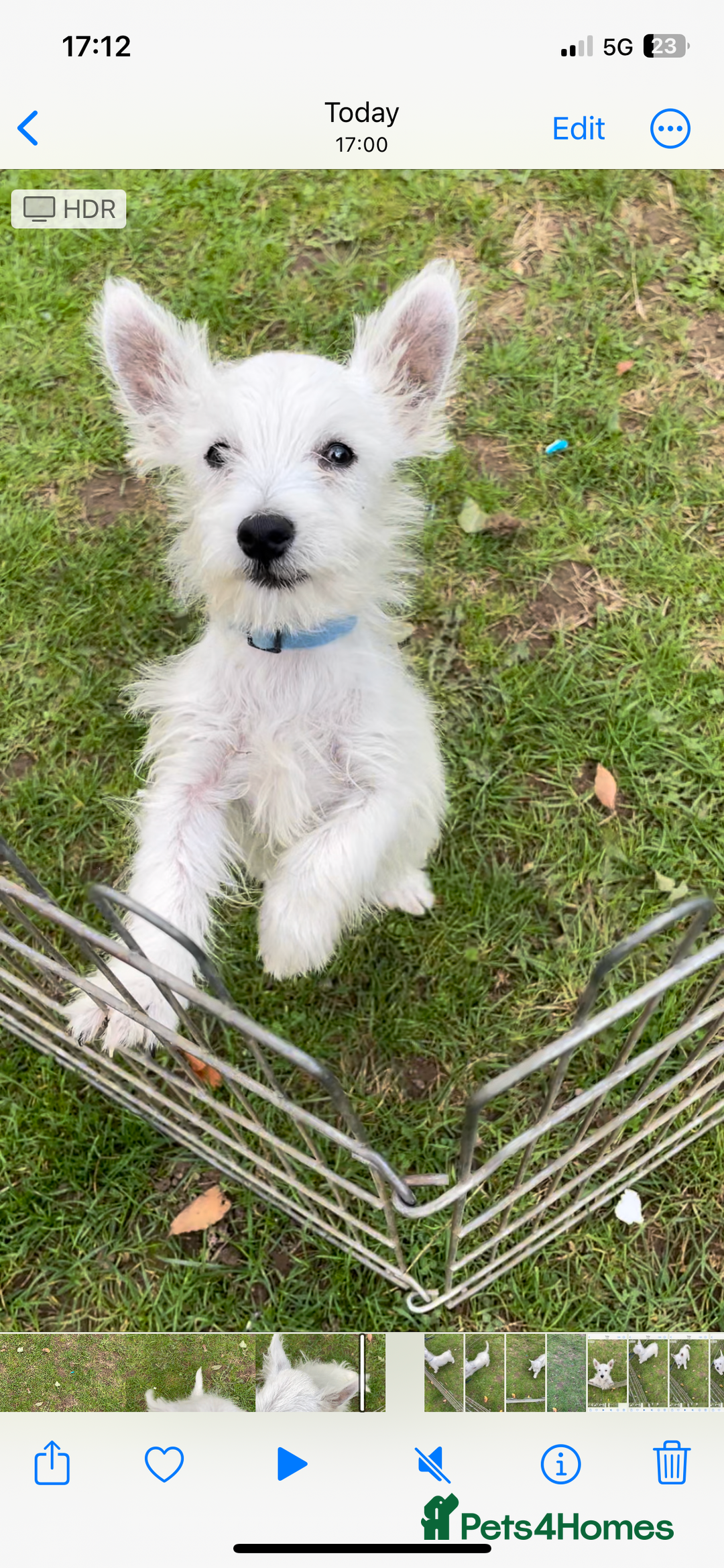West Highland Terrier dogs for sale: Beautiful west highland terriers puppys - Image 20
