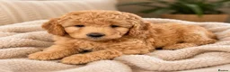 Labradoodle dogs for sale: Multi generation miniature Labradoodle - Advert 26