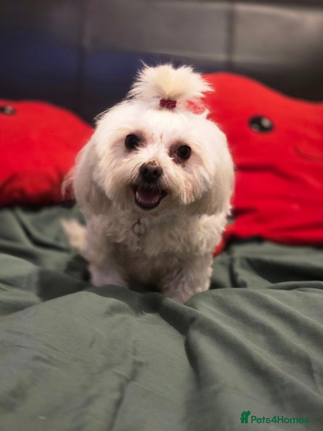 Maltese dogs for sale: Fully vaccinated💫Tiny Maltese! 1 boy left💫 - Advert 10