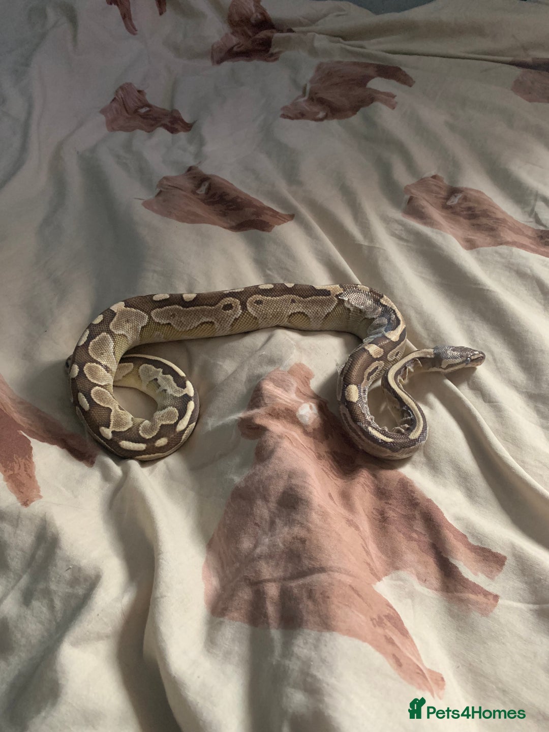 Python Snake reptiles for sale: Male royal python  - Image 3