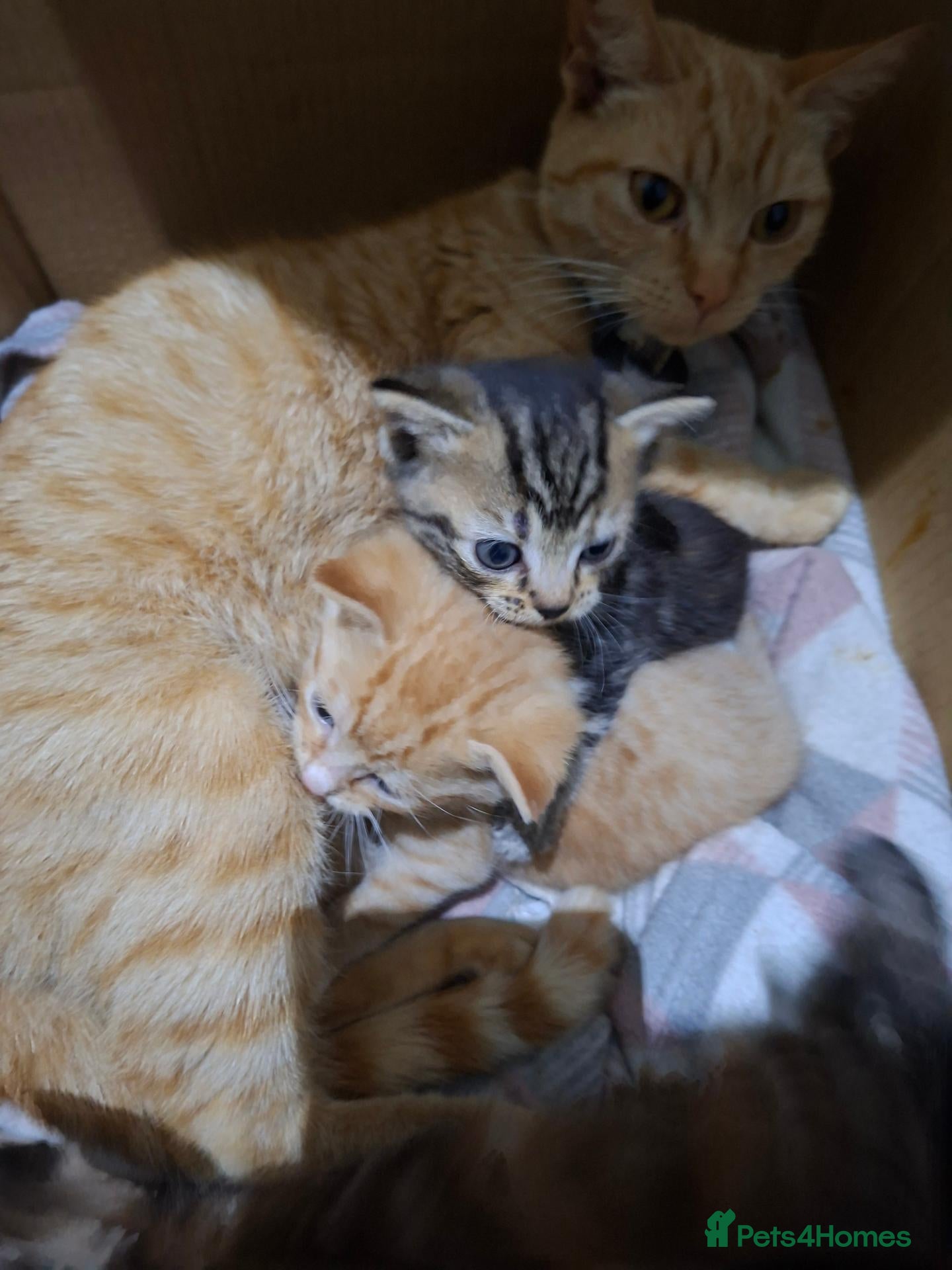 Mixed Breed cats 3 Kittens - Advert 1