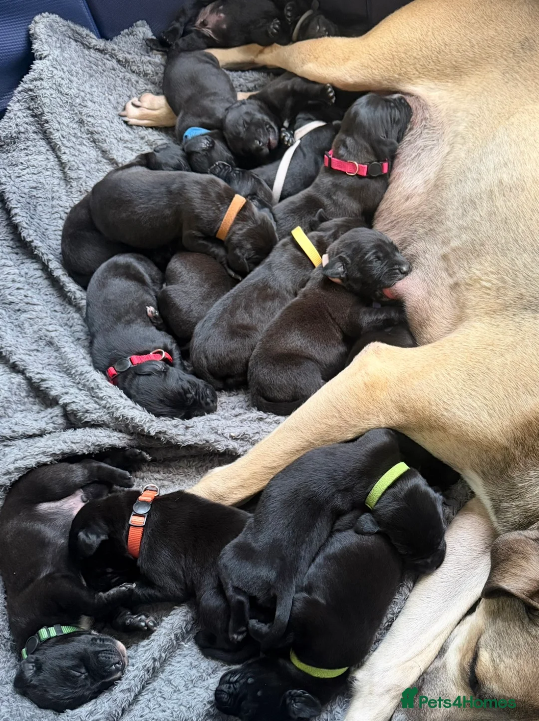 Mixed Breed dogs for sale: 16 Cane Corso x Lurcher puppies.  - Advert 2