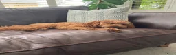 Cavapoo dogs for sale: Beautiful Cavapoo Puppies DUE NOV 7TH - Advert 15