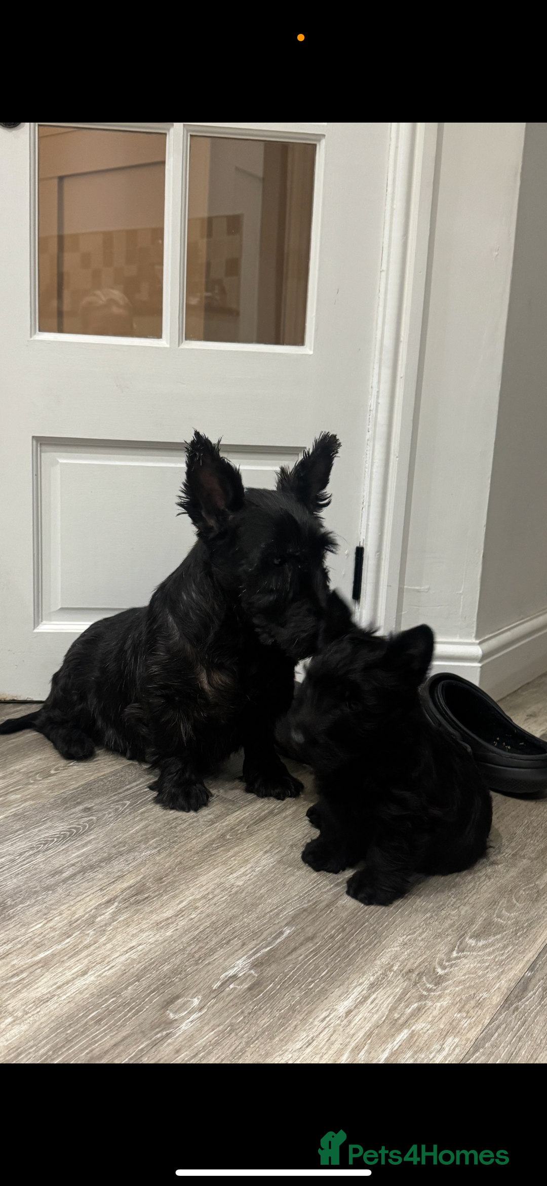 Scottish Terrier dogs for sale: Beautiful Scottish terrier puppies  - Advert 4