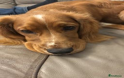 Cocker Spaniel dogs for sale: Working cocker spaniel  - Advert 1