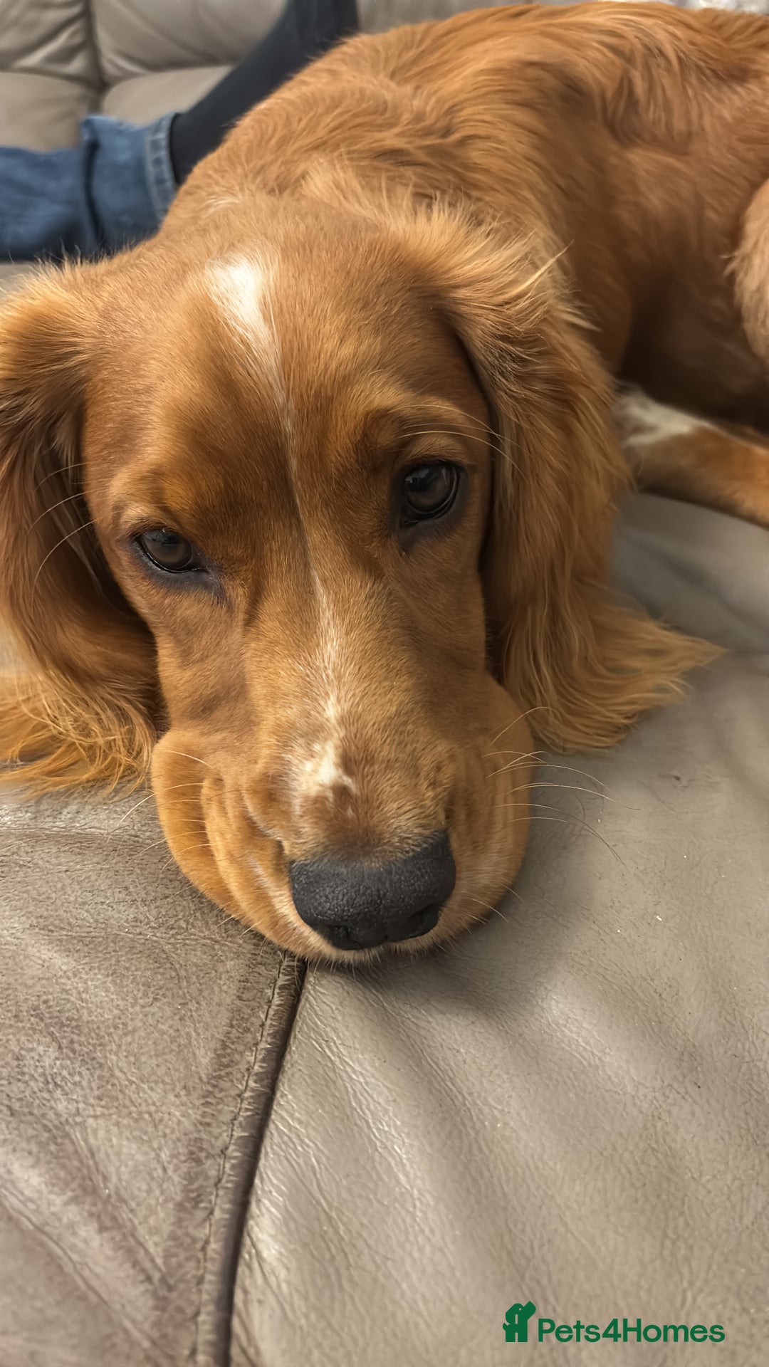 Cocker Spaniel dogs for sale: Working cocker spaniel  - Advert 1