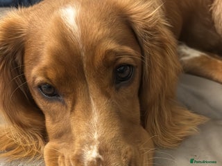 Cocker Spaniel dogs Working cocker spaniel - Advert 2