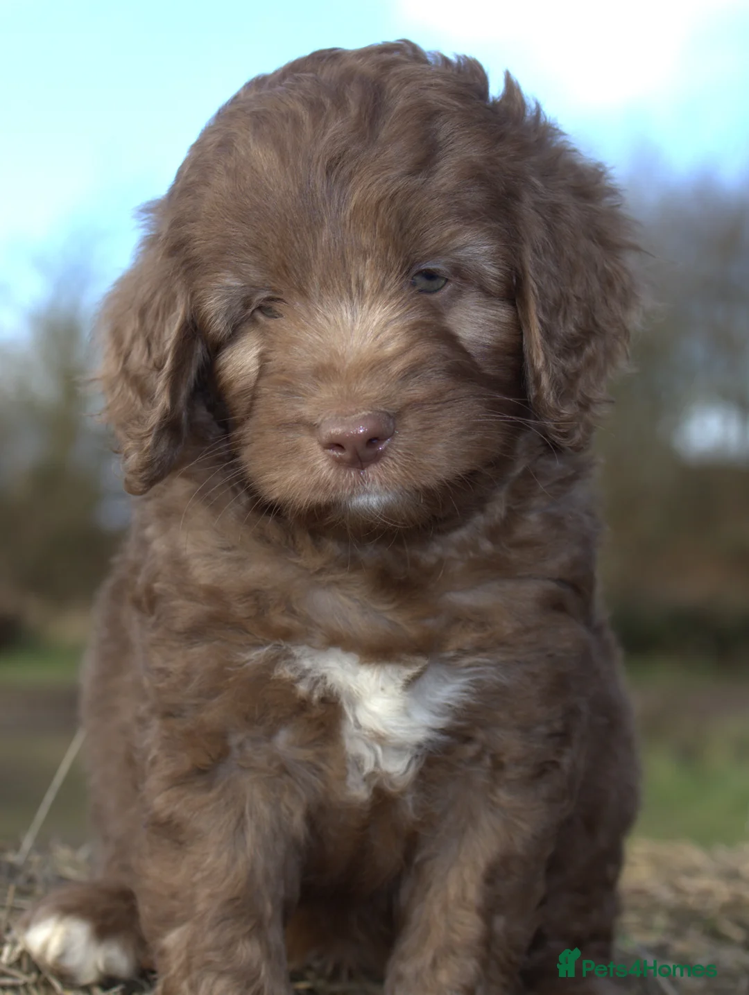 Labradoodle dogs for sale: 🐾🌈 Bred for Potential, Raised for Resilience🐾🌈 - Advert 38