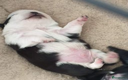 Pug dogs for stud: kc panda pug for stud in Blackpool - Image 7
