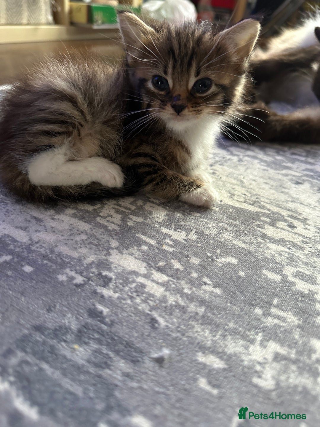 Mixed Breed cats for sale: Ragdoll Cross Kittens, 2 boys 1 girl - Advert 19