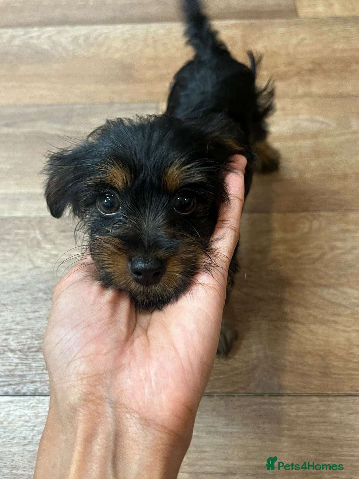 Mixed Breed dogs YorkiePoo Puppy for sale (purple girl) - Advert 1