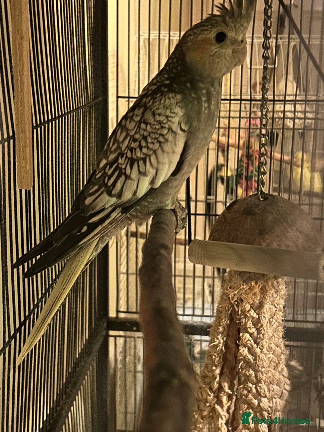 Cockatiels birds for sale: Young cockatiel for sale  - Advert 2