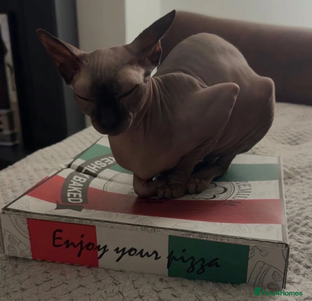 Sphynx cats for sale: Adult Sphynx - Advert 1