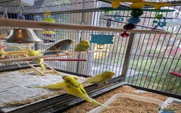 Budgerigars birds for sale: Beautiful baby budgies  - Image 11