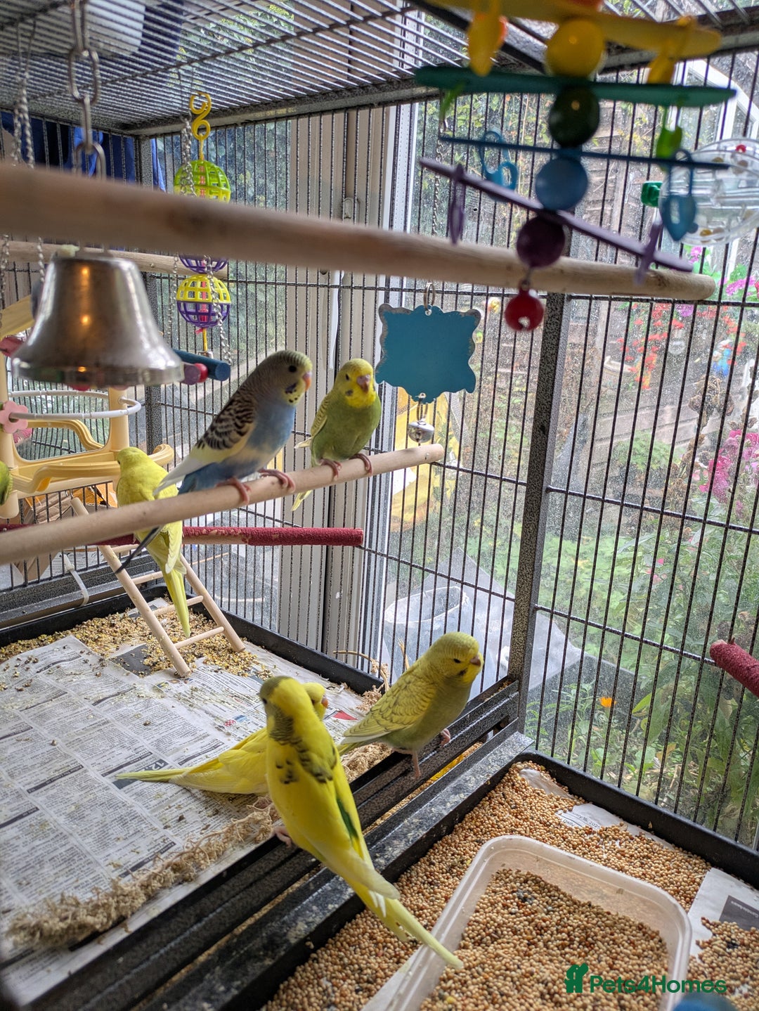 Budgerigars birds for sale: Beautiful baby budgies  - Image 11