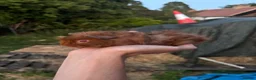 Guinea Pig rodents for sale: Baby guinea pigs for sale  - Advert 3