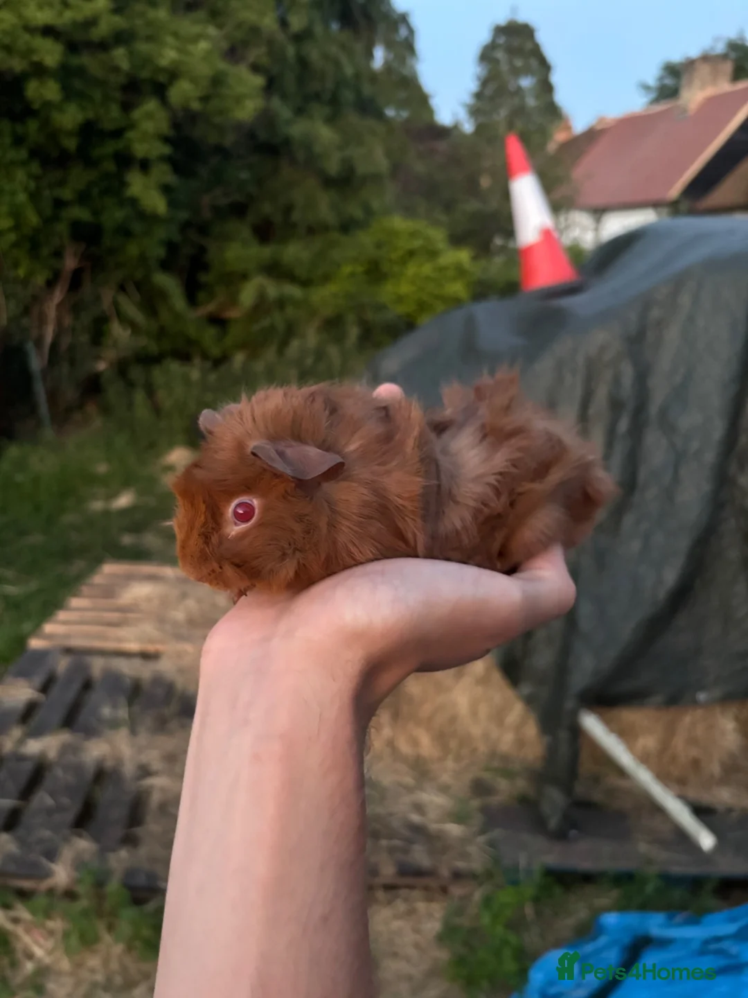 Guinea Pig rodents for sale: Baby guinea pigs for sale  - Advert 3