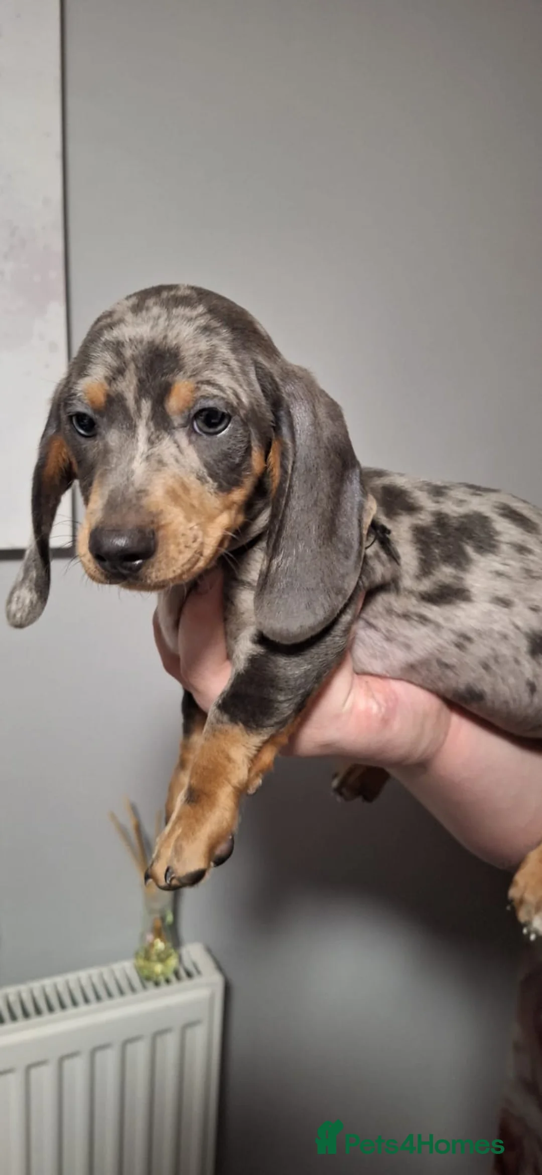 Dachshund dogs for sale: Blue dapple dachshund puppie ready now  - Advert 2