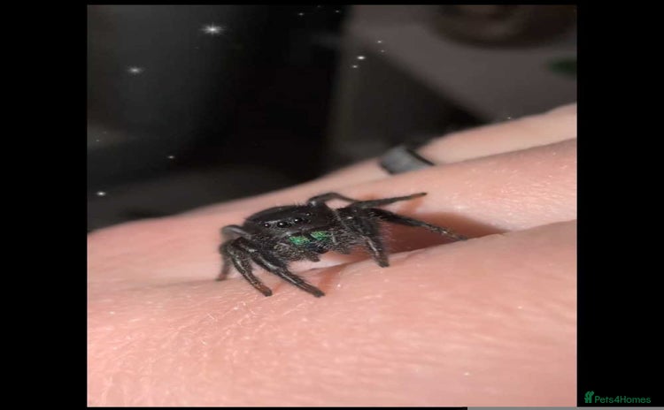 Spiders invertebrates - Advert 1