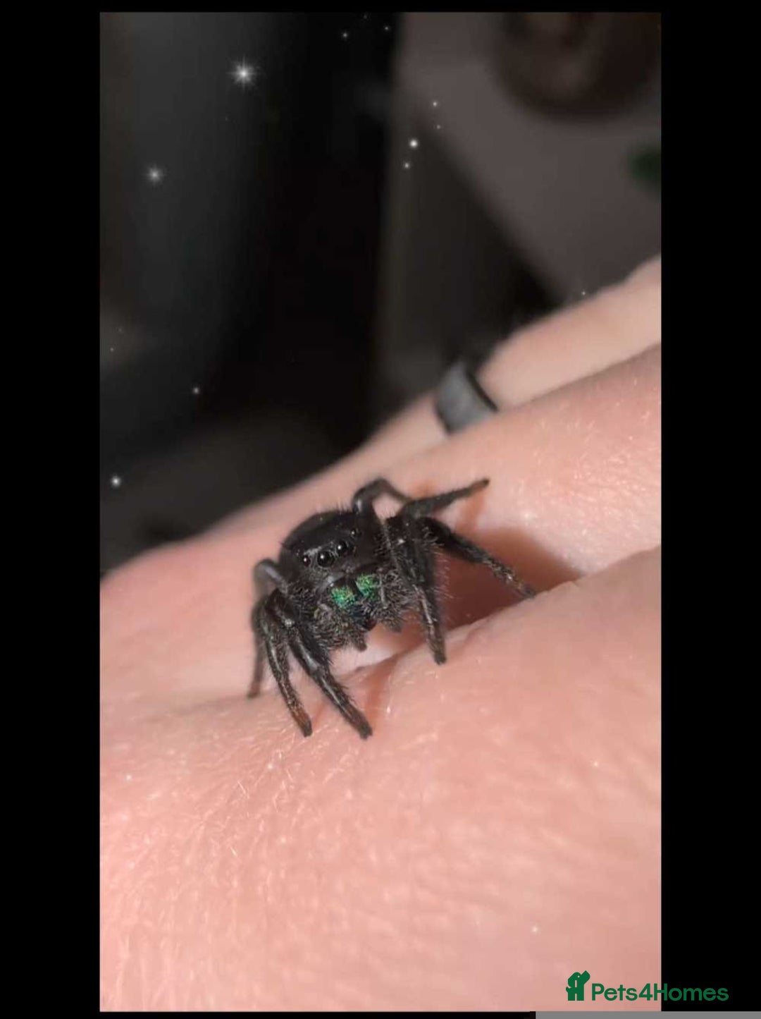 Spiders invertebrates for sale: Phidippus Ardens jumping spider, suspected female  - Image 1