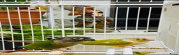 Conures birds for sale: GREEN CHEEK CONURE & PINEAPPLE CONURE - Advert 6