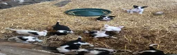 Border Collie dogs for sale: Collies for sale  in Newtown - Advert 4