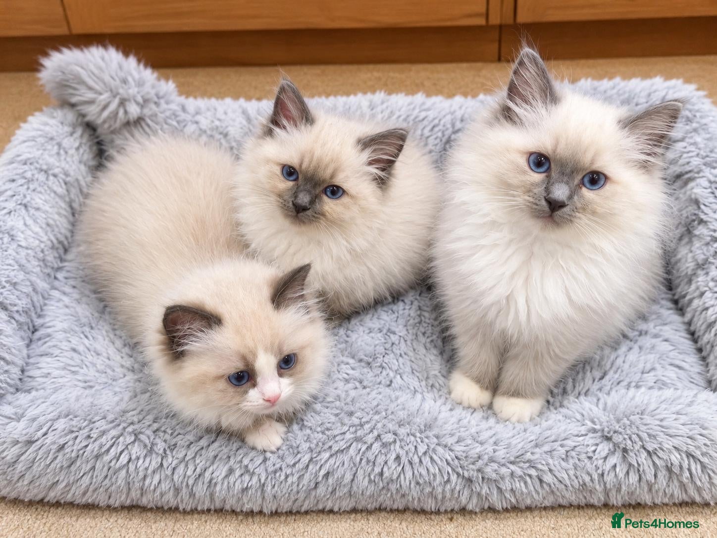 Ragdoll cats Beautiful Ragdoll KittensReady 4Their New Homes 🐾 - Advert 1
