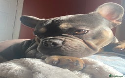 French Bulldog dogs for sale: 2 yr old tan French bulldog - Image 5