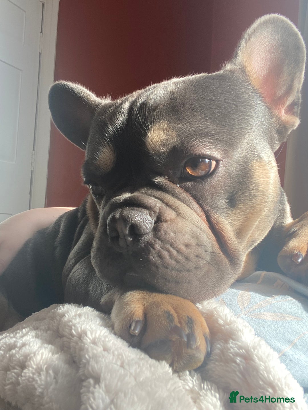 French Bulldog dogs for sale: 2 yr old tan French bulldog - Image 5