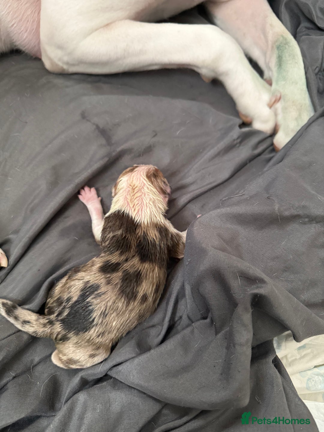 American Bull Staffy dogs for sale: American Bulldog - Image 10