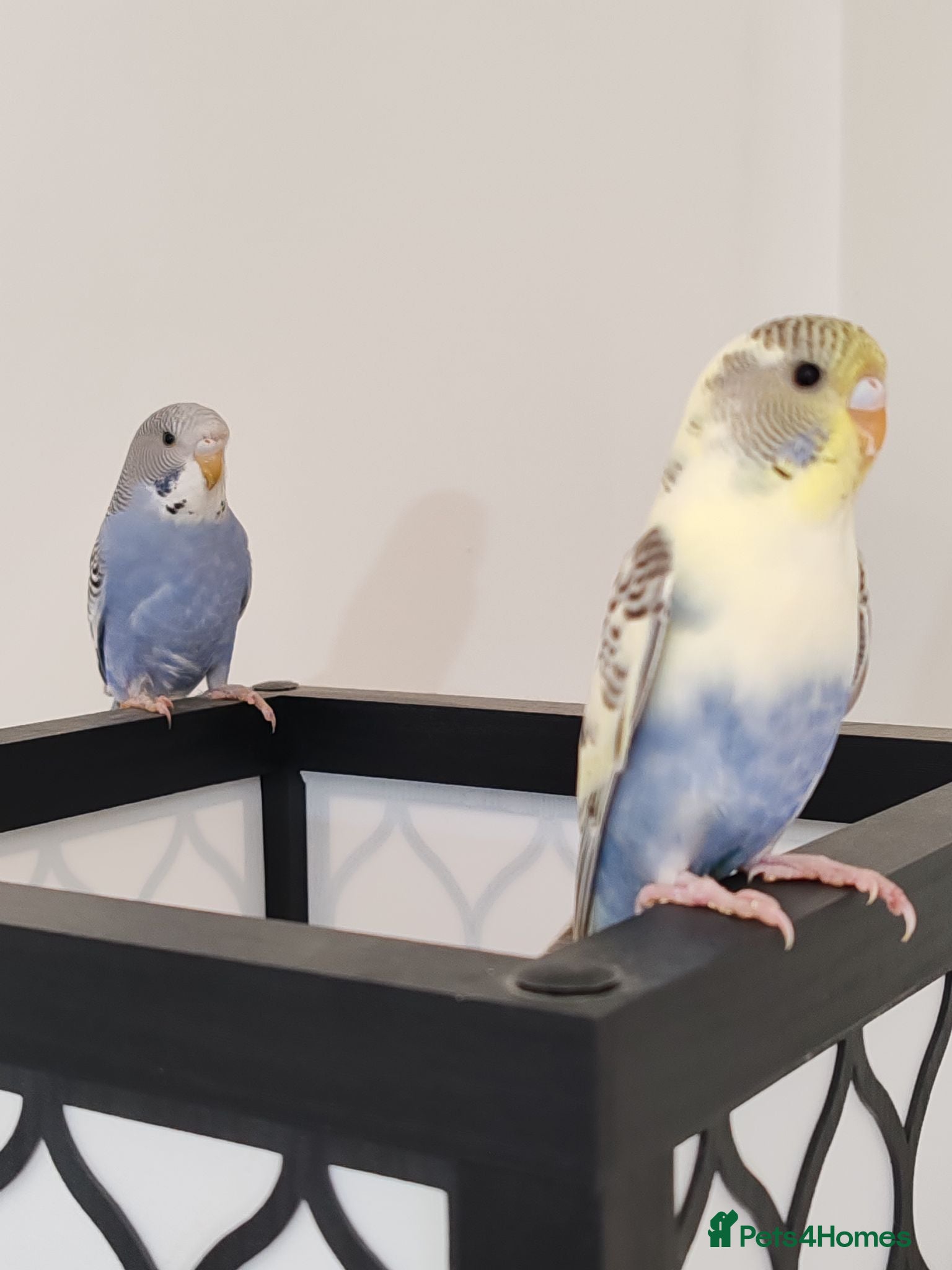 Budgerigars birds Budgies 16 weeks old - Advert 9
