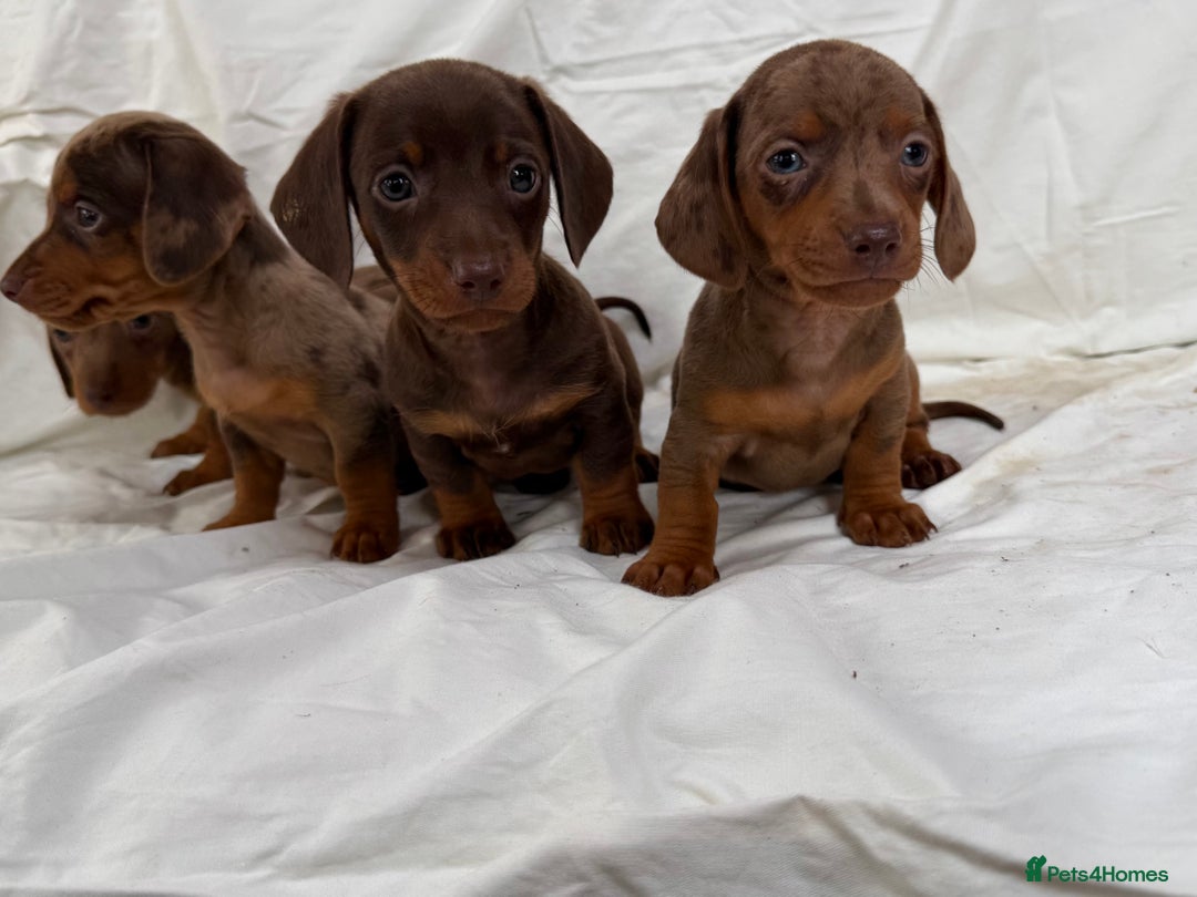 Miniature Dachshund dogs for sale: Dachshund puppy’s for sale - Image 13