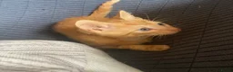 Mixed Breed cats for sale: 2 Gorgeous ginger Kittens - Advert 8