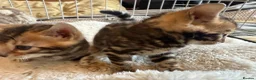 Bengal cats for sale: Outstanding Pedigree TICA Bengal Kittens - Advert 16