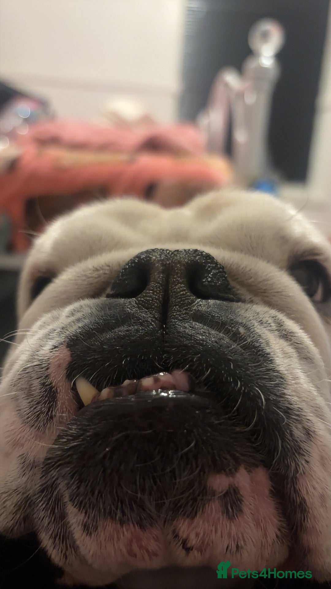 English Bulldog dogs for sale: English bulldog bitch  - Advert 4